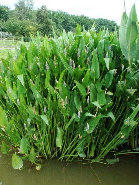 Pontederia lanceolata